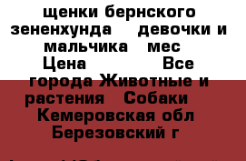 щенки бернского зененхунда. 2 девочки и 2 мальчика(2 мес.) › Цена ­ 22 000 - Все города Животные и растения » Собаки   . Кемеровская обл.,Березовский г.